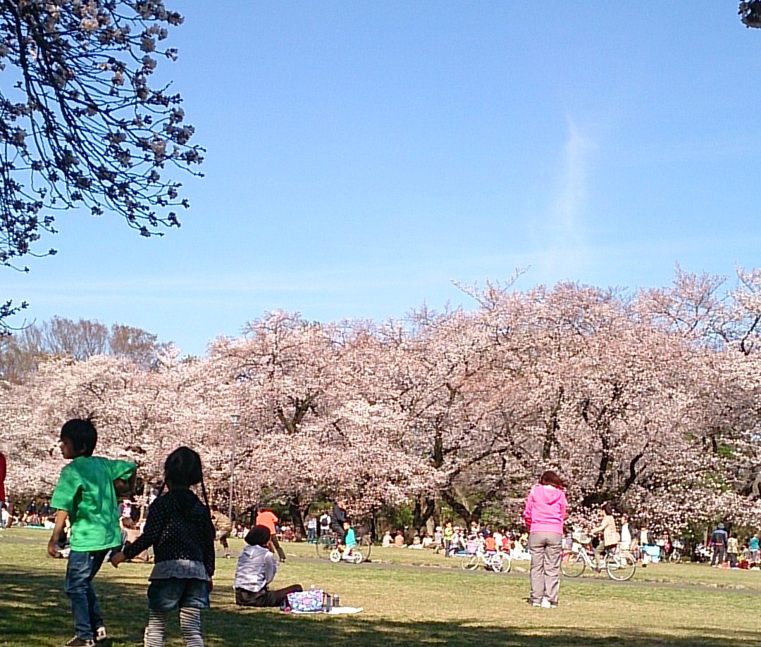 満開の小金井公園たてもの園前 桜まつりは桜吹雪 小金井市東小金井 新こがねい整骨院