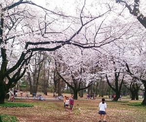 小金井公園　桜