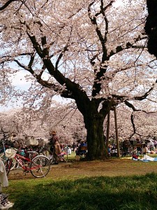 小金井公園桜の園