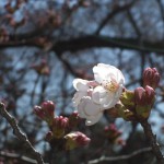 咲きかけの桜